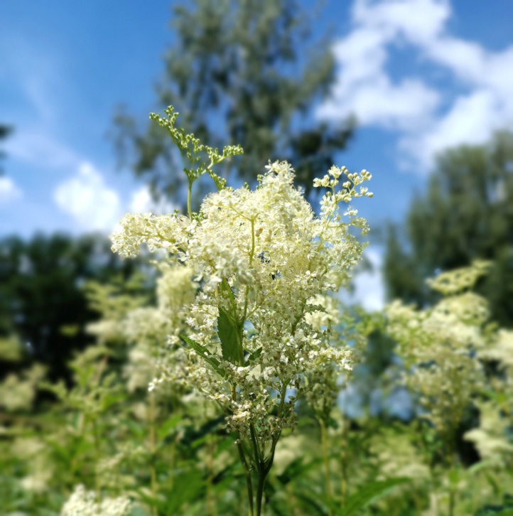Natürliches Blütenwasser MädesüßHydrolat. 100 ML.