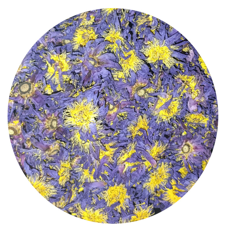 Blaue Lotusblüten-Wasser (Hydrolat) – 100 % Naturreines Blütenwasser