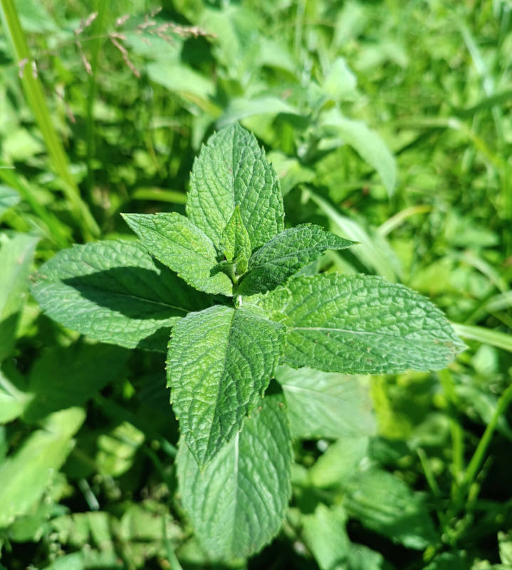 Natürliches Blütenwasser PfefferminzeHydrolat. 100 ML.