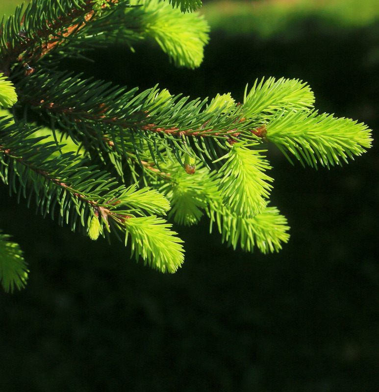 Natürliches Fichtenextrakt - Mazerat 60 ML