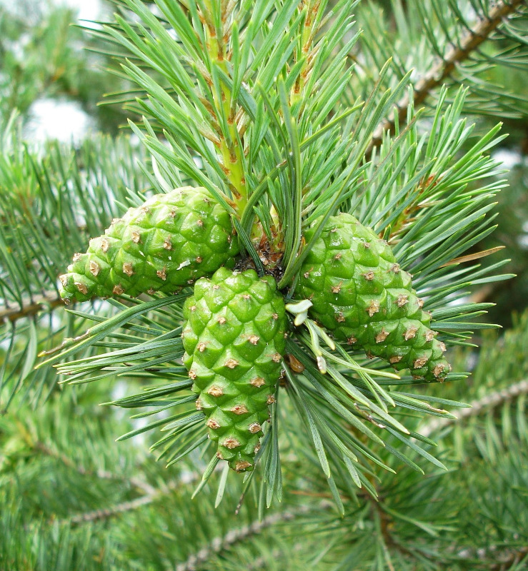 Natürliches Kiefernextract - Mazerat 60 ML