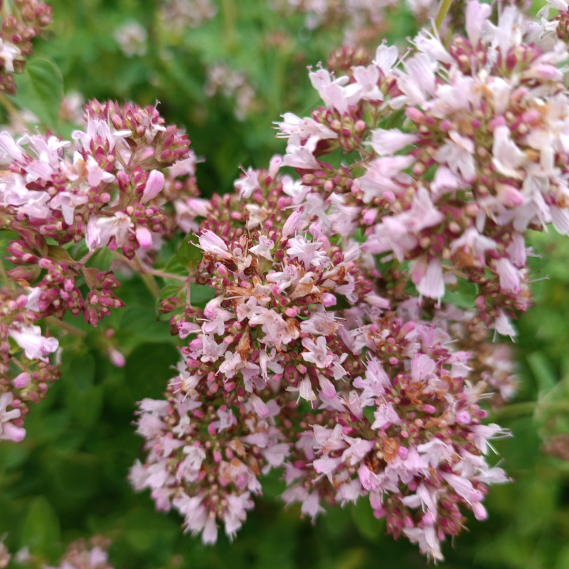 Natürliches Blütenwasser OreganoHydrolat. 100 ML.