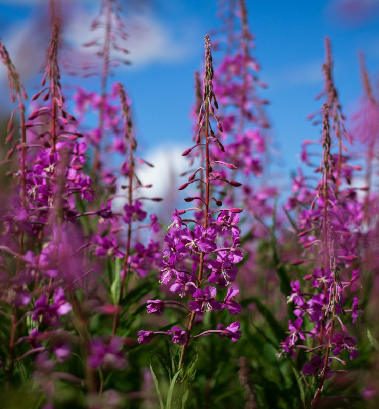 Natürliches Blütenwasser WeidenröschenHydrolat. 100 ML.