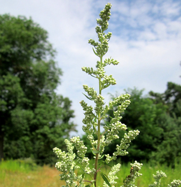 Natürliches Blütenwasser BeifußHydrolat. 100 ML.