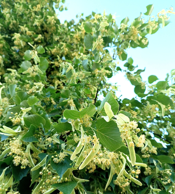 Natürliches Blütenwasser Lindenblütenhydrolat. 100 ML.