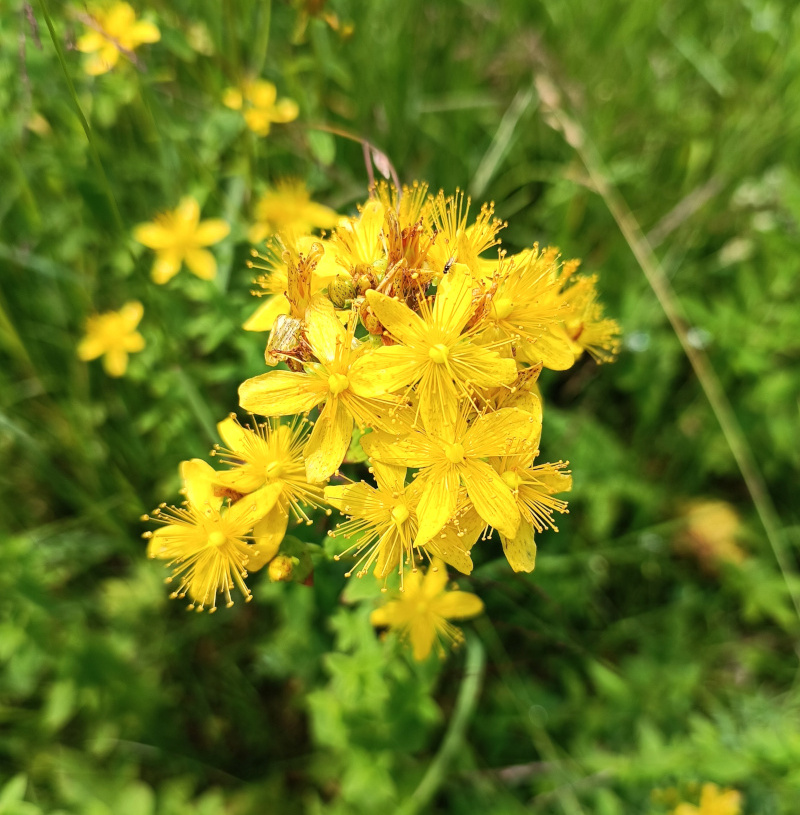 Natürliches Blütenwasser Johanniskrauthydrolat. 100 ML.
