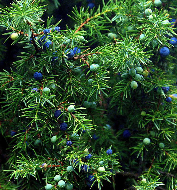 Natürliches Wacholderextract - Mazerat 60 ML