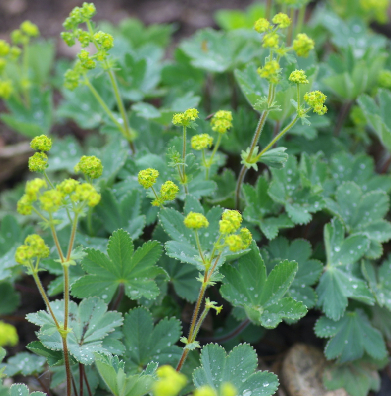 Natürliches Blütenwasser FrauenmantelHydrolat. 100 ML.