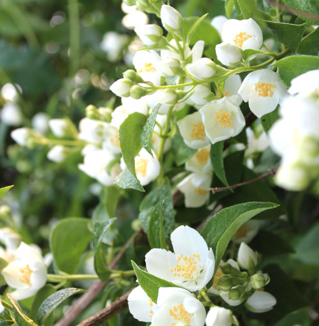 Natürliches Jasminblütenwasser – Hydrolat. 100 ML.