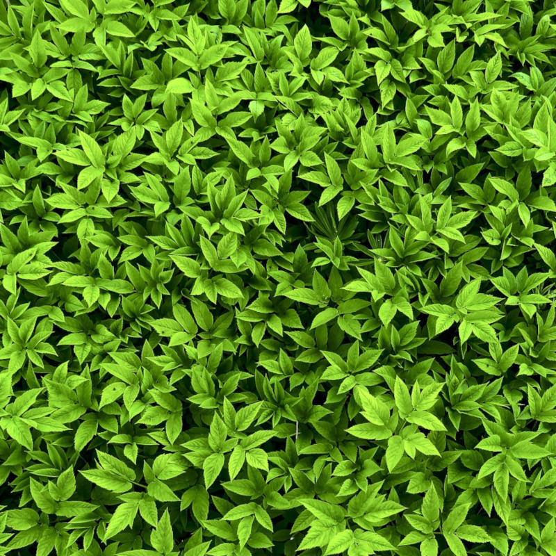 Natürliches Blütenwasser GierschHydrolat. 100 ML.