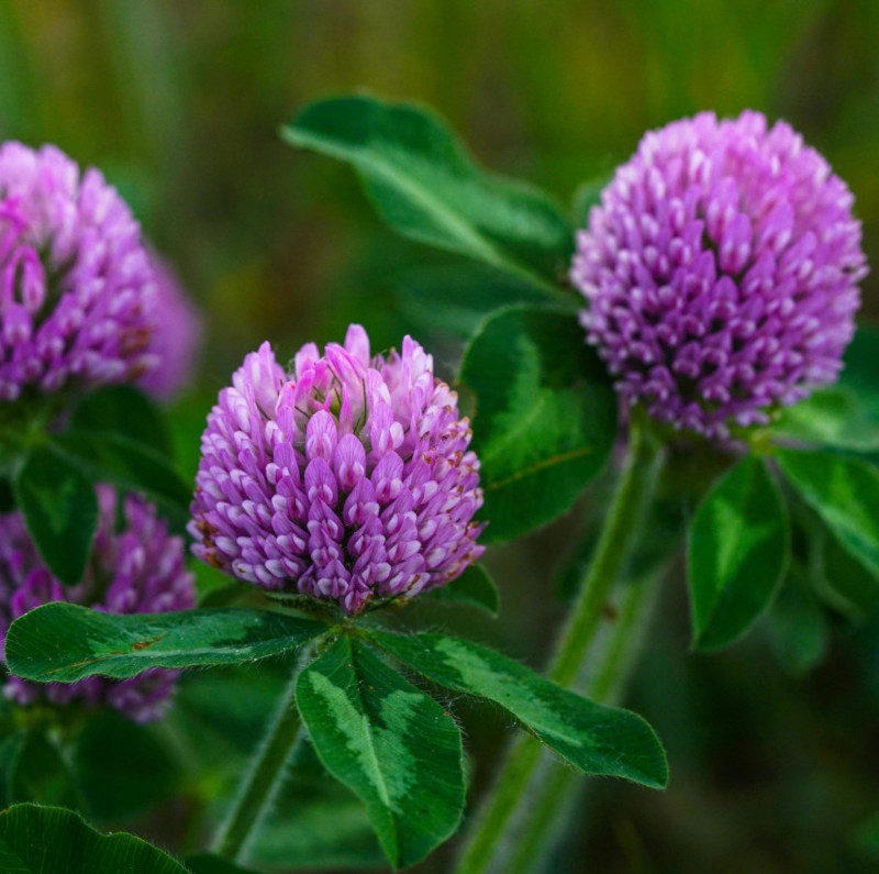 Natürliches Blütenwasser KleeblütenHydrolat. 100 ML.