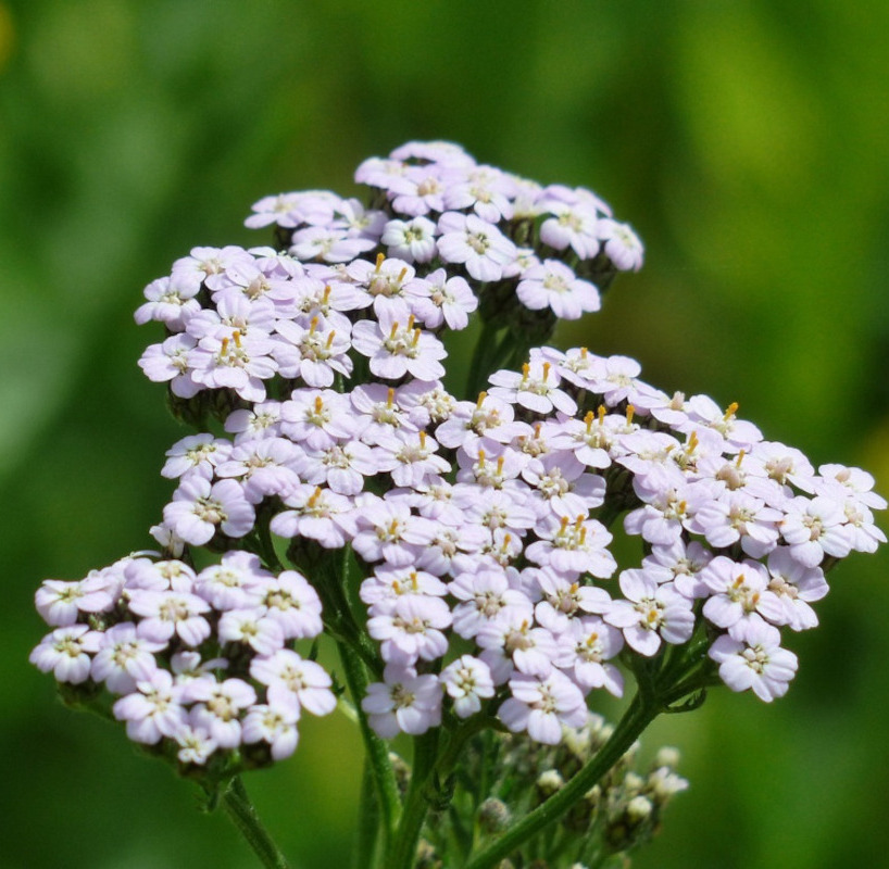 Natürliches Blütenwasser SchafgarbeHydrolat. 100 ML.
