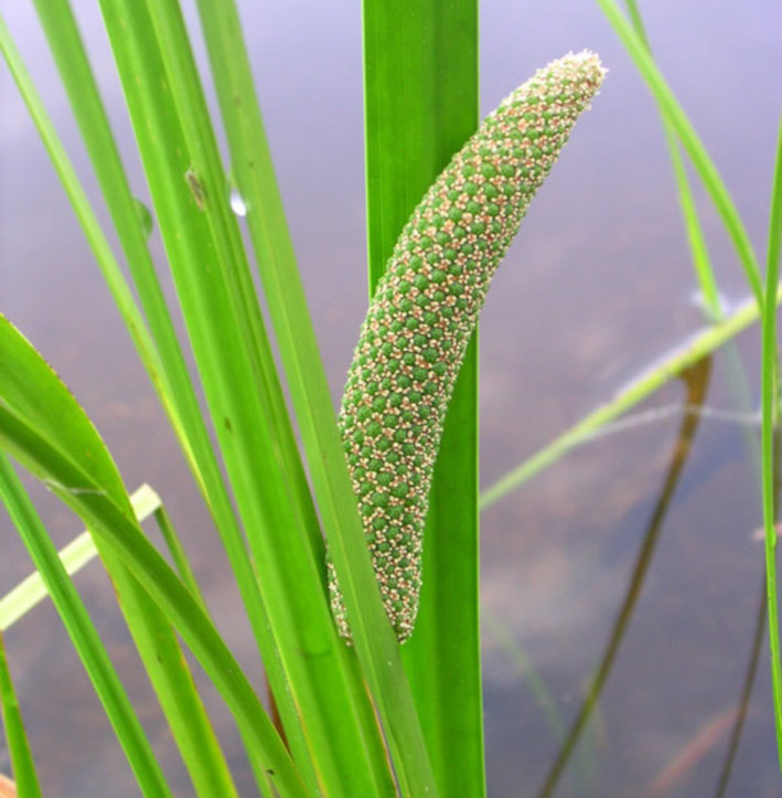 Natürliches Blütenwasser Kalmushydrolat. 100 ML.