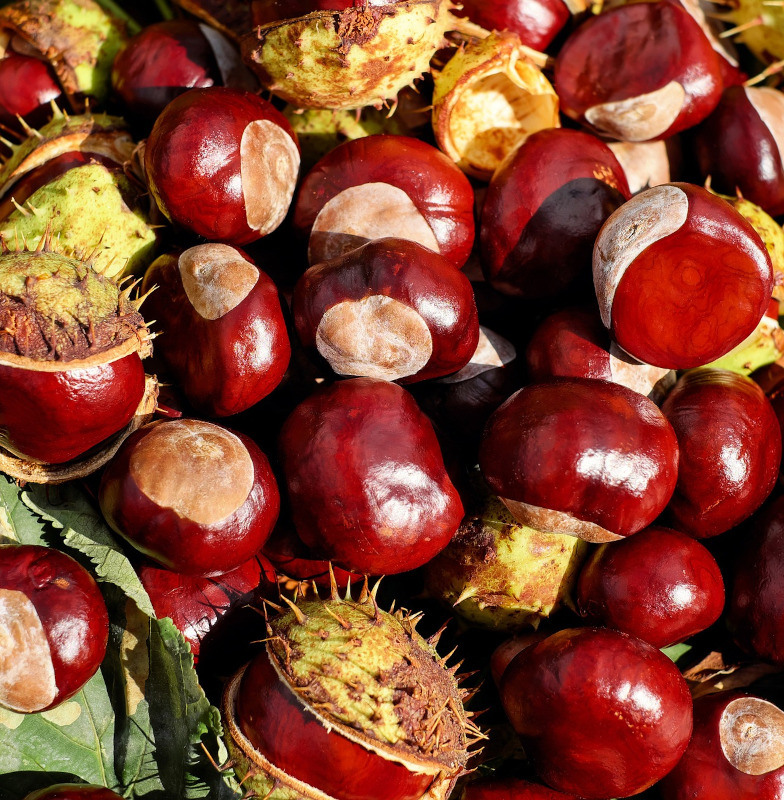 Natürliches Kastanienextract - Mazerat 60 ML