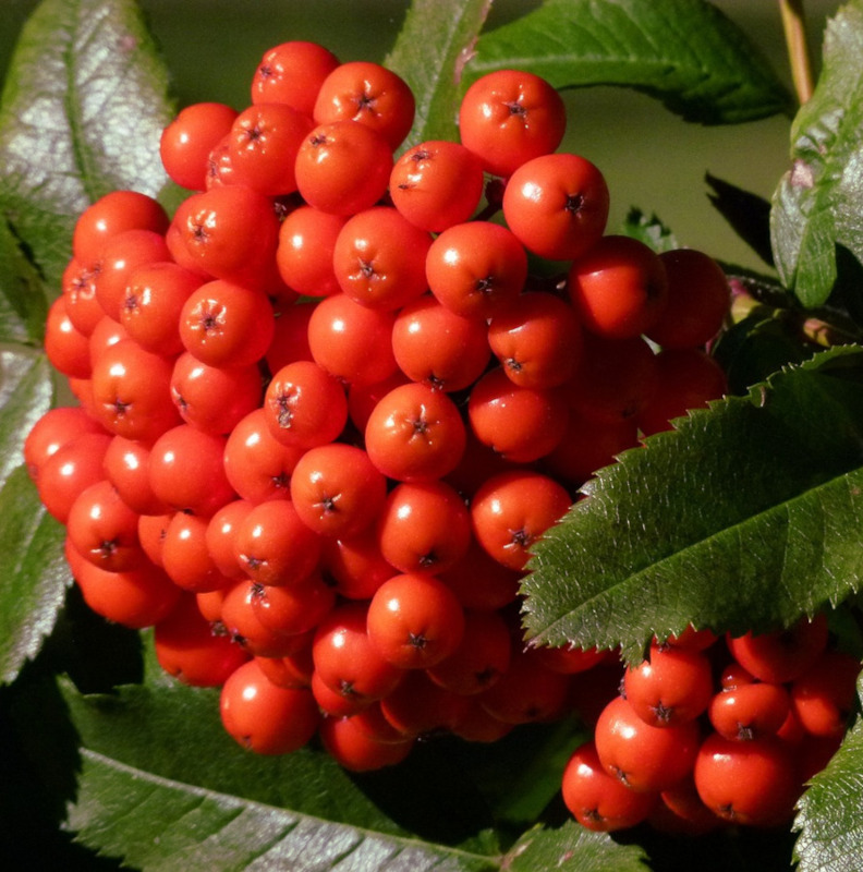 Natürliches Blütenwasser EbereschenbeerenHydrolat. 100 ML.
