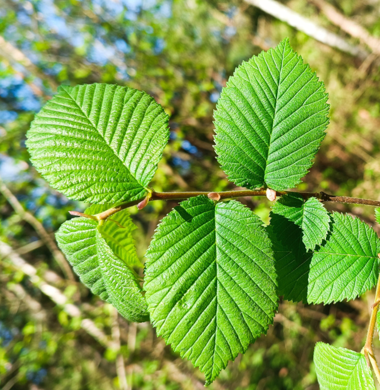 Natürliches Blütenwasser HaselnussblätterHydrolat. 100 ML.