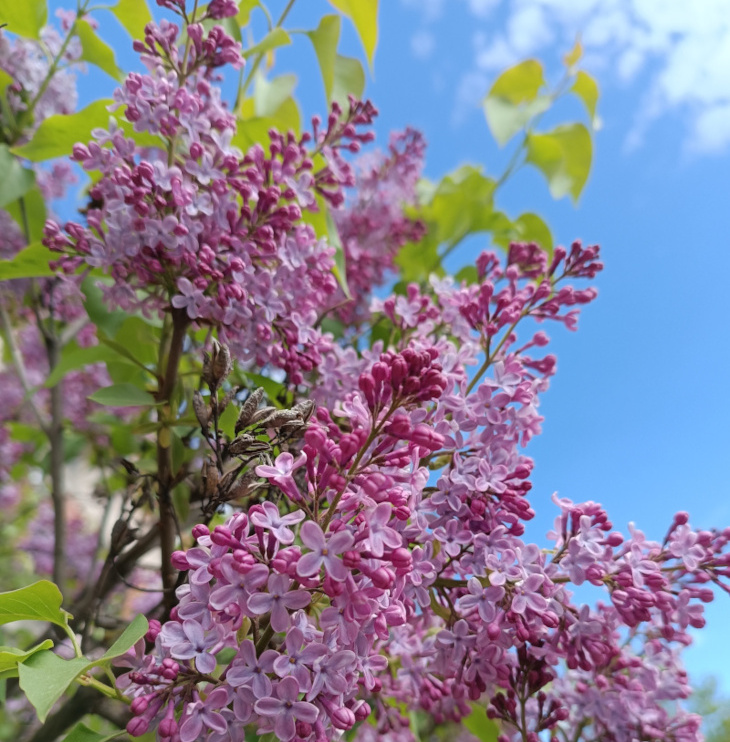 Natürliches Blütenwasser FliederHydrolat. 100 ML.
