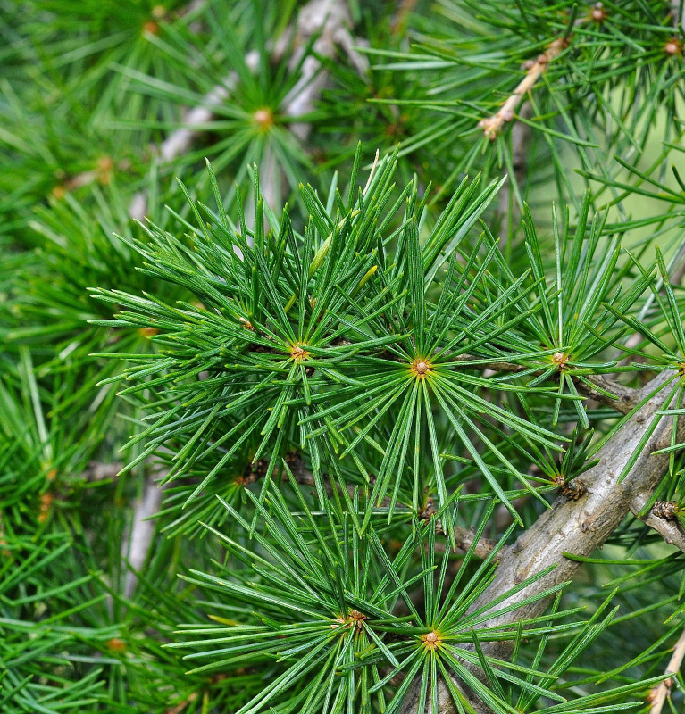 Natürliches Blütenwasser ZedernnadelnHydrolat. 100 ML.