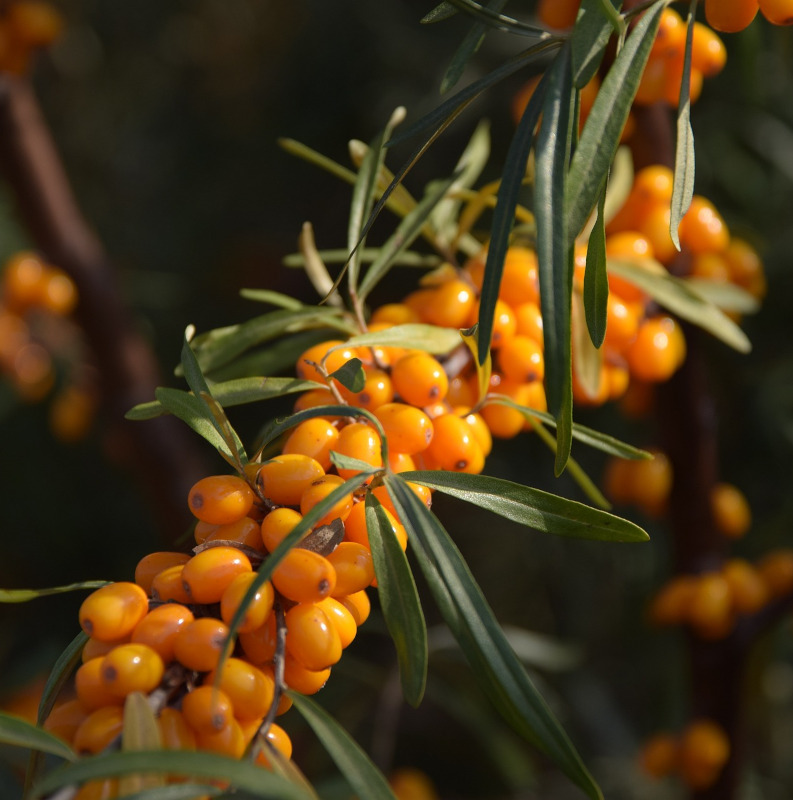 Natürliches Blütenwasser SanddornHydrolat. 100 ML.