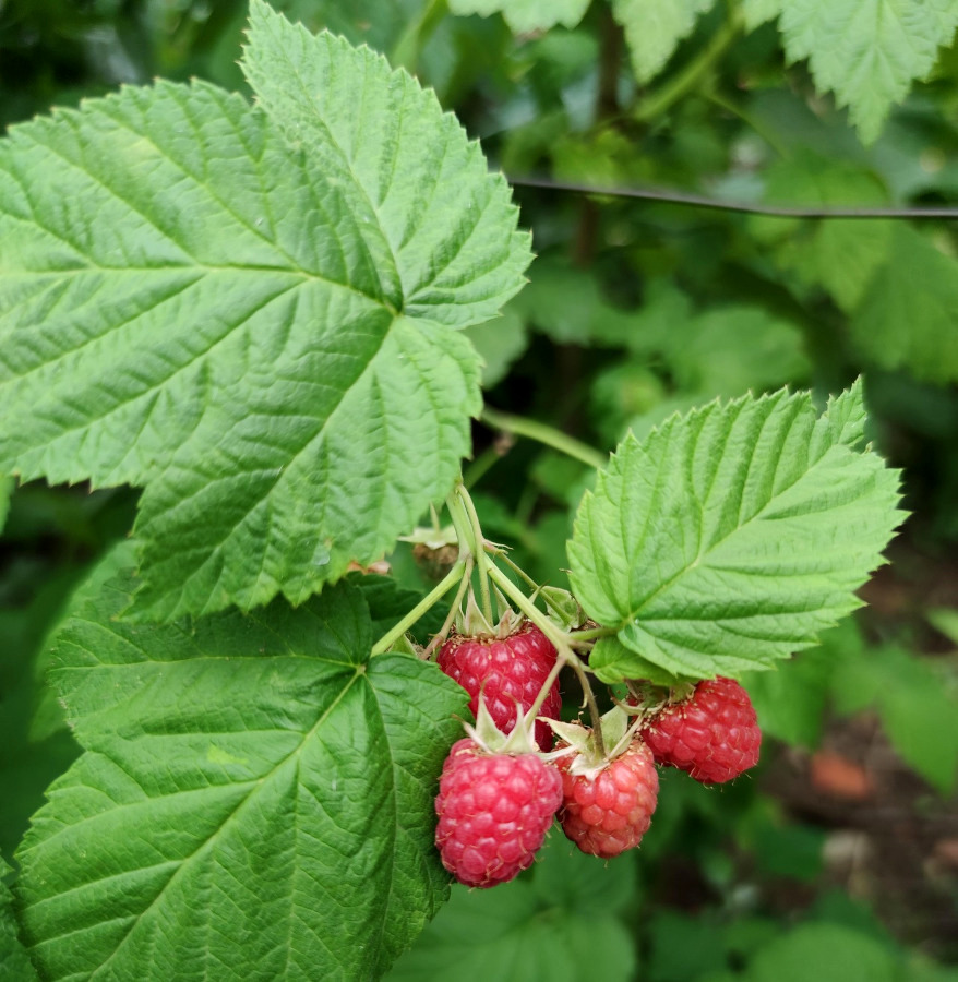 Natürliches Blütenwasser HimbeerblätterHydrolat. 100 ML.