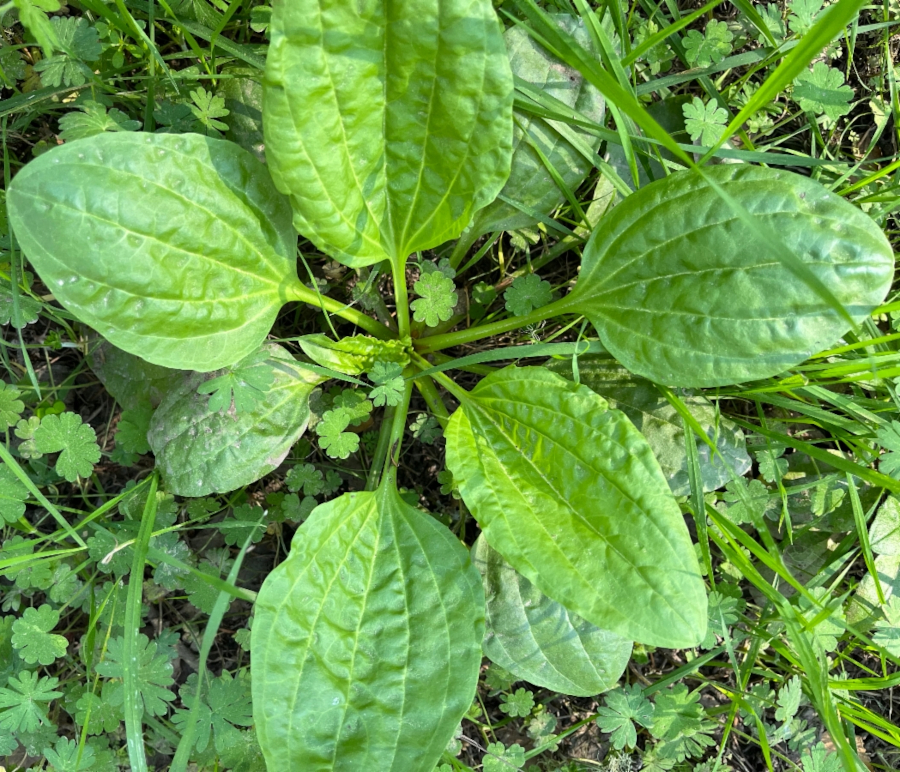 Natürliches Blütenwasser BreitwegerichHydrolat. 100 ML.