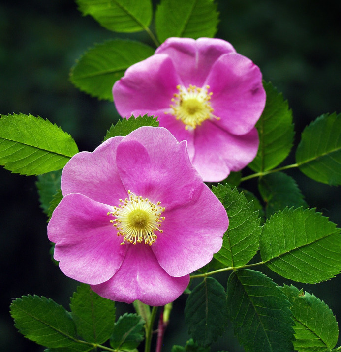 Natürliches Rosenblütenwasser – Hydrolat. 100 ML.