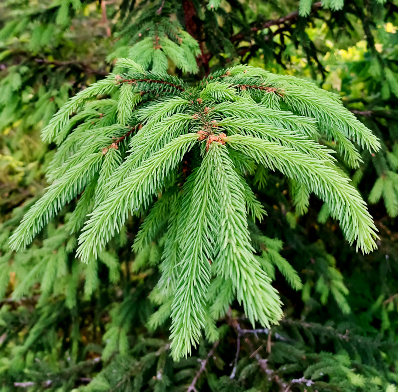 Natürliches Blütenwasser TannennadelnHydrolat. 100 ML.