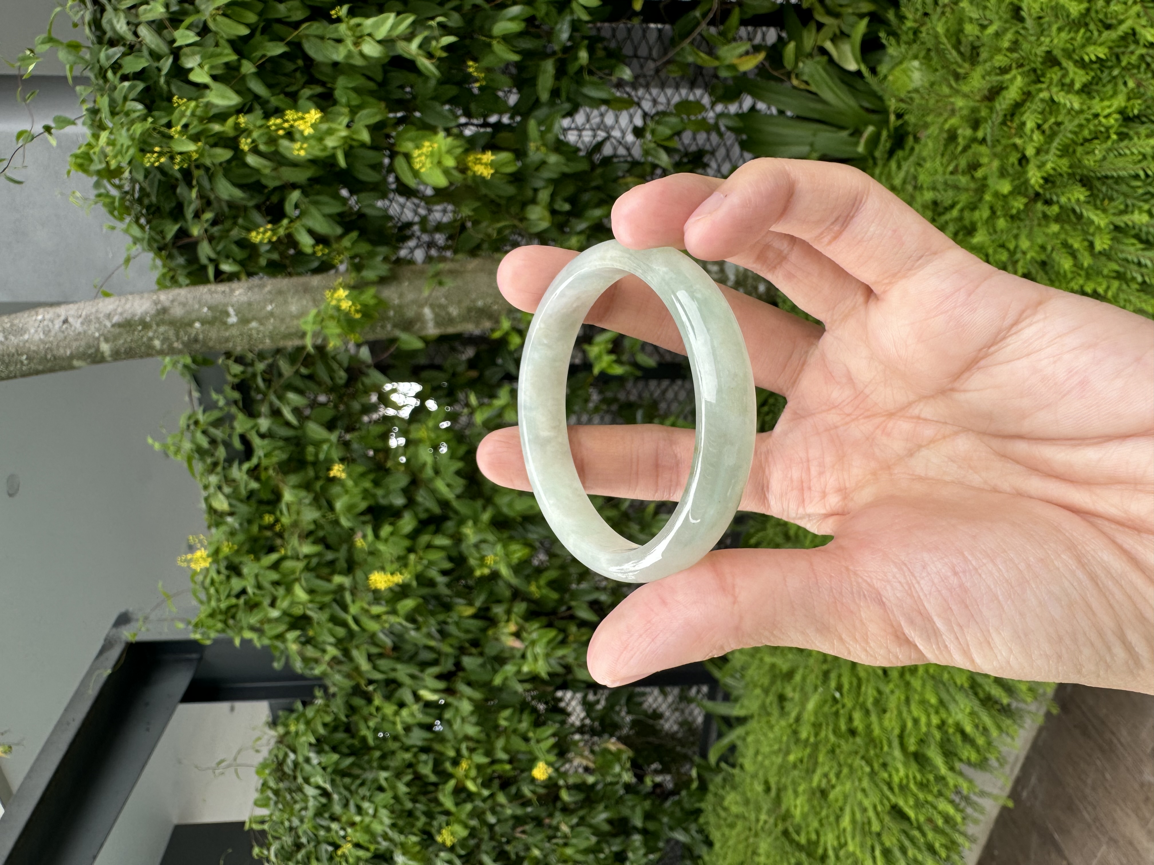 Grape Green Jadeite Bangle 50.5mm
