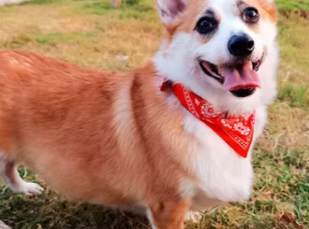 Collar bandana 