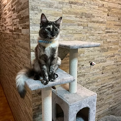 Rascador Greta  
