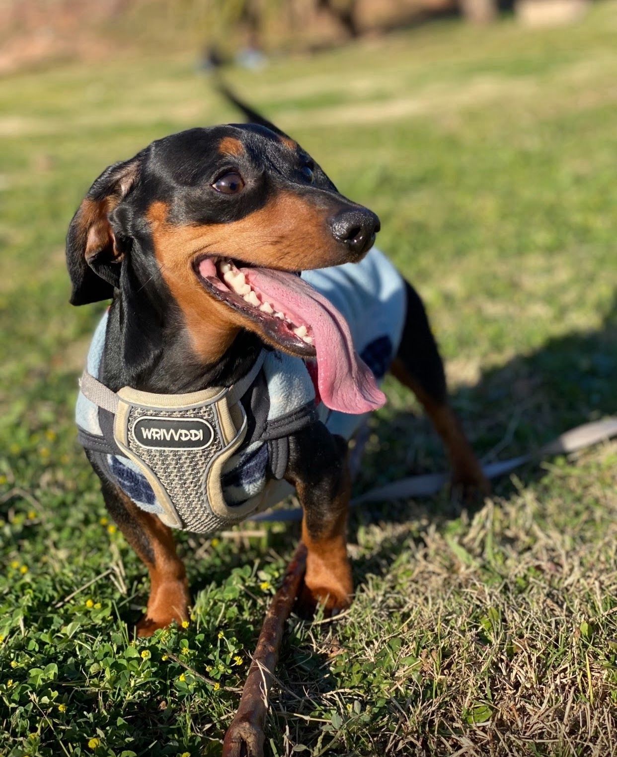 Buzos polares para mascotas 