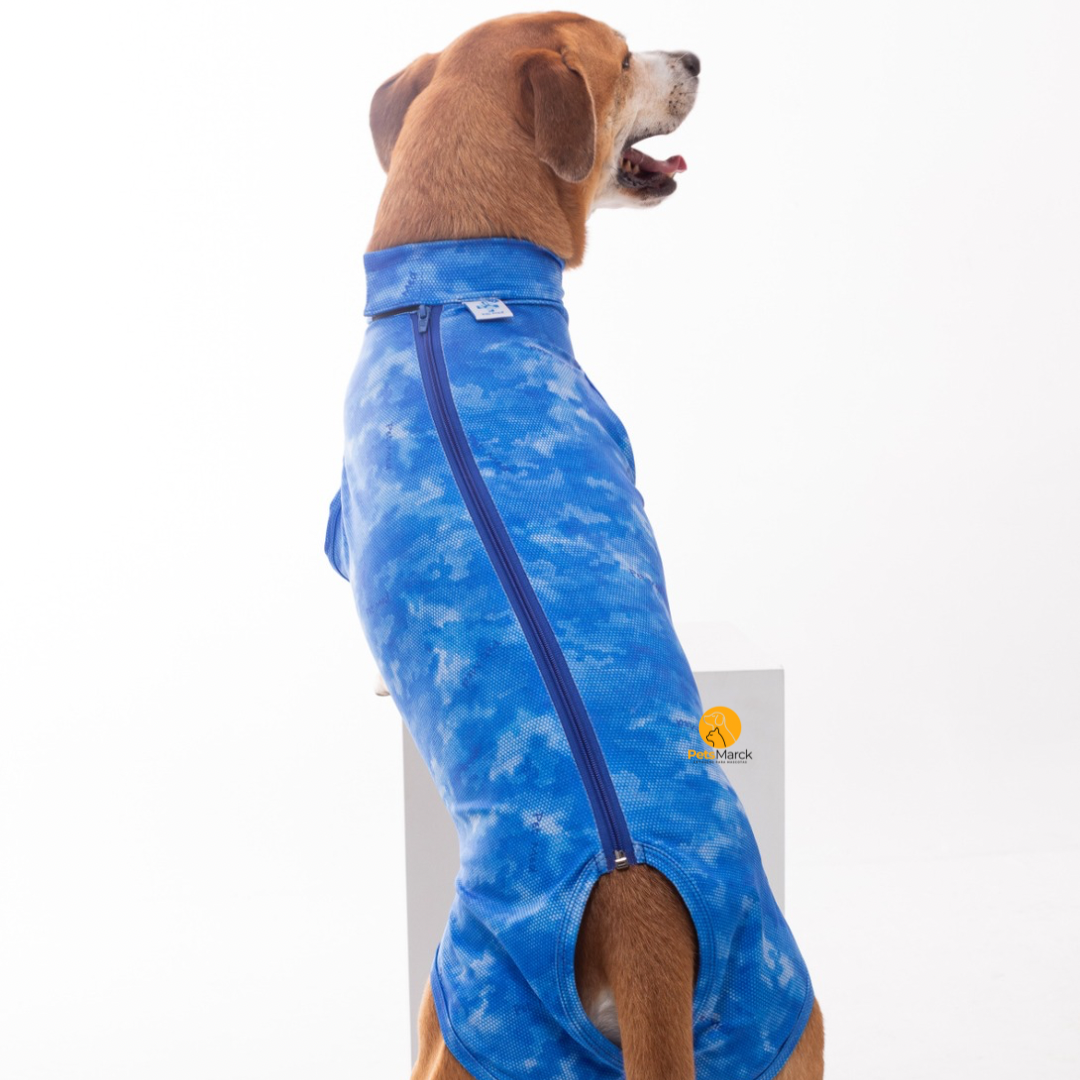 Enterito protector para castración de perros machos 