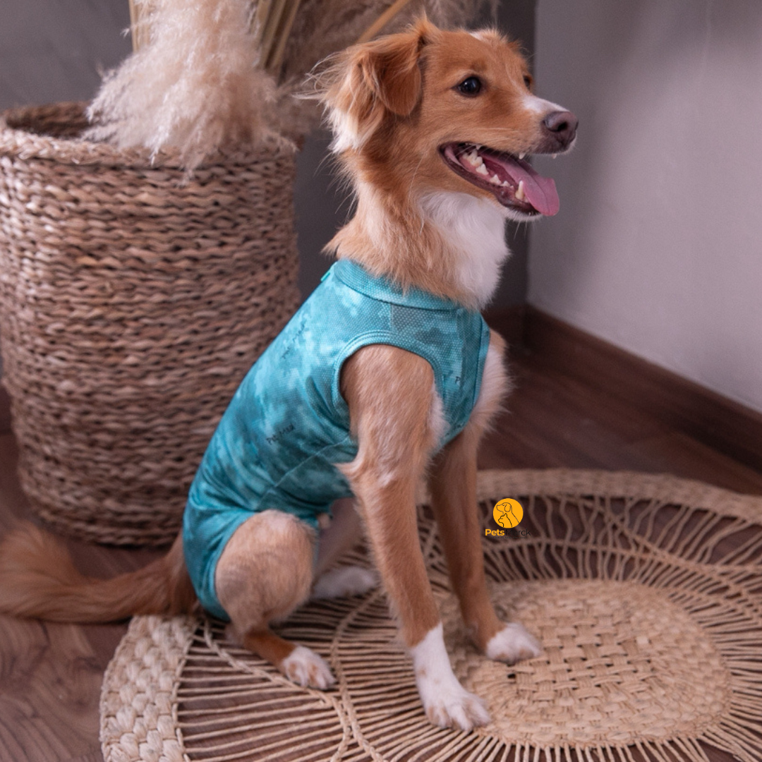 Enterito protector para castración de perros machos 