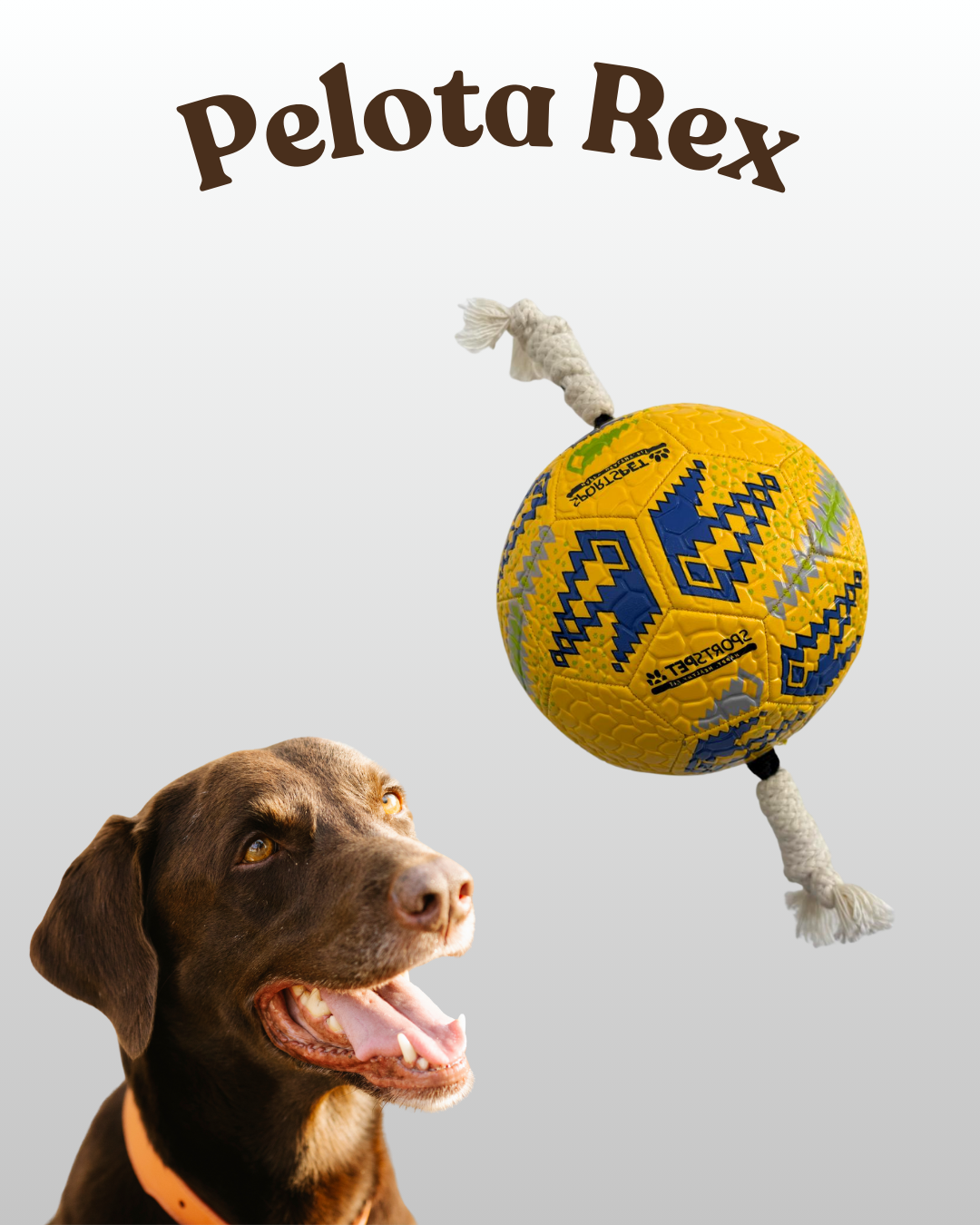 Pelota Rex