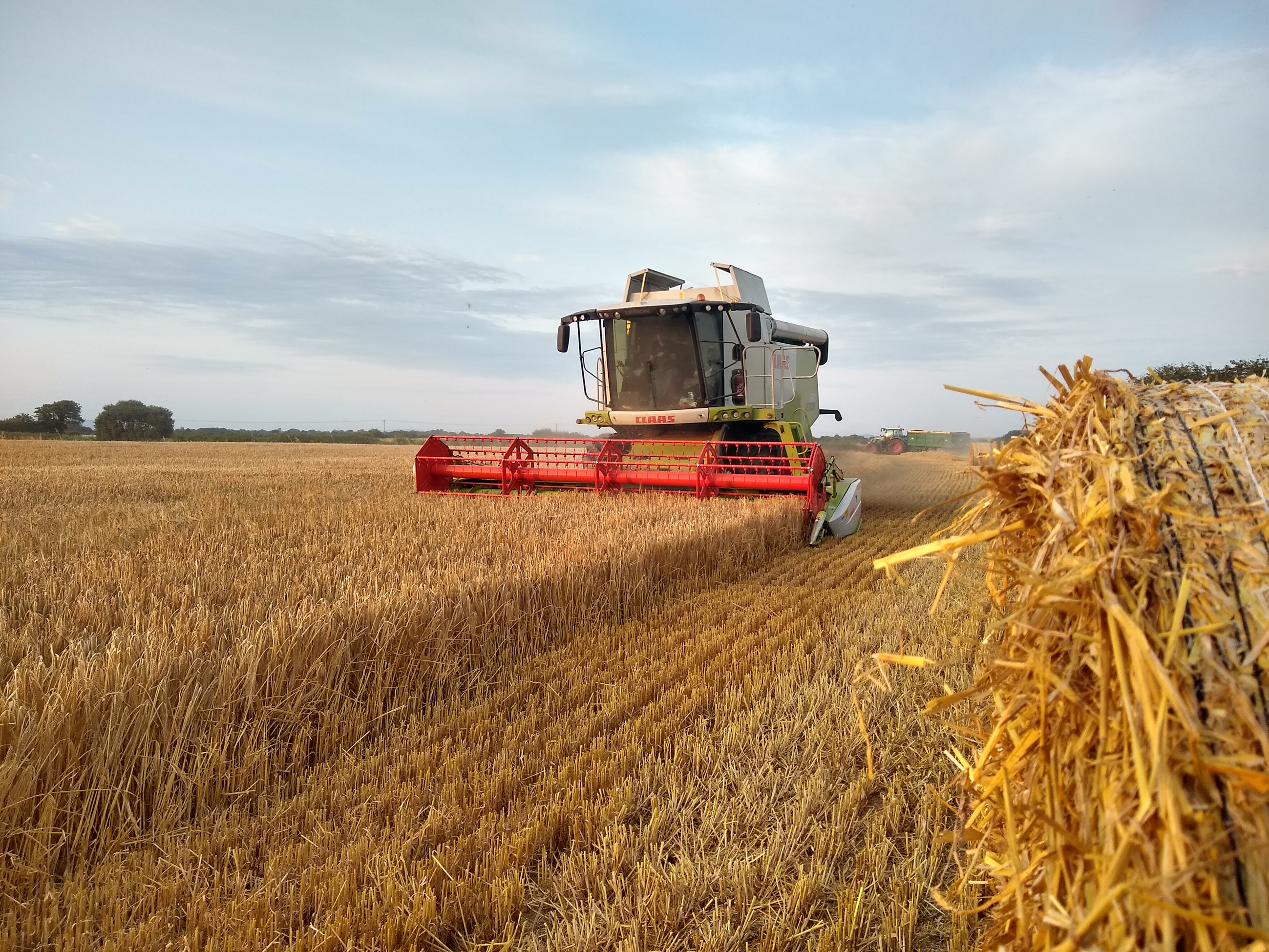 Croquettes Chiot Premium  