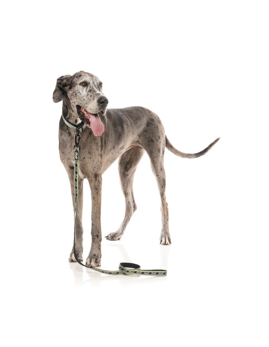 Laisse FY Active Lead - Khaki - L