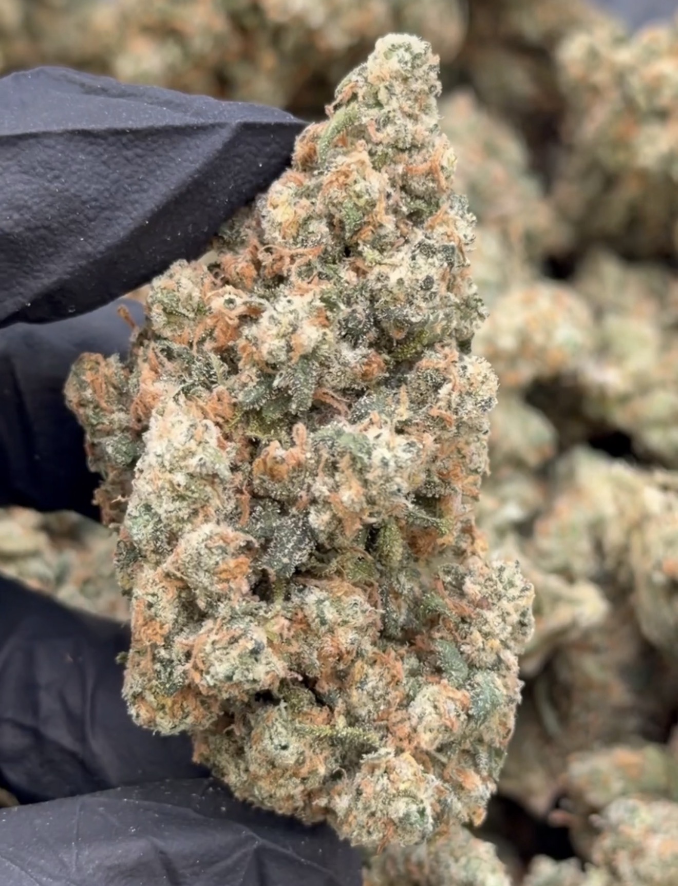 Jack Herer 3.5g (27% THC) - Sativa