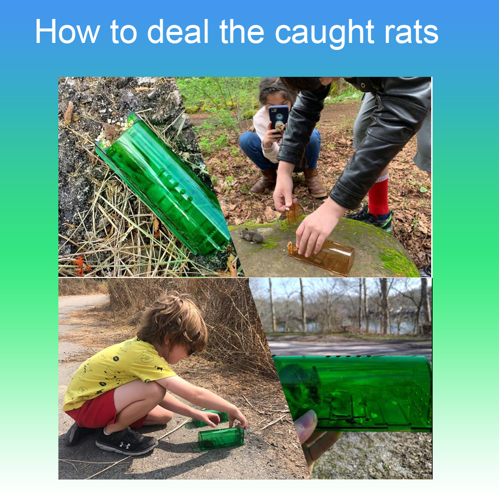  Mouse and Rat Trap