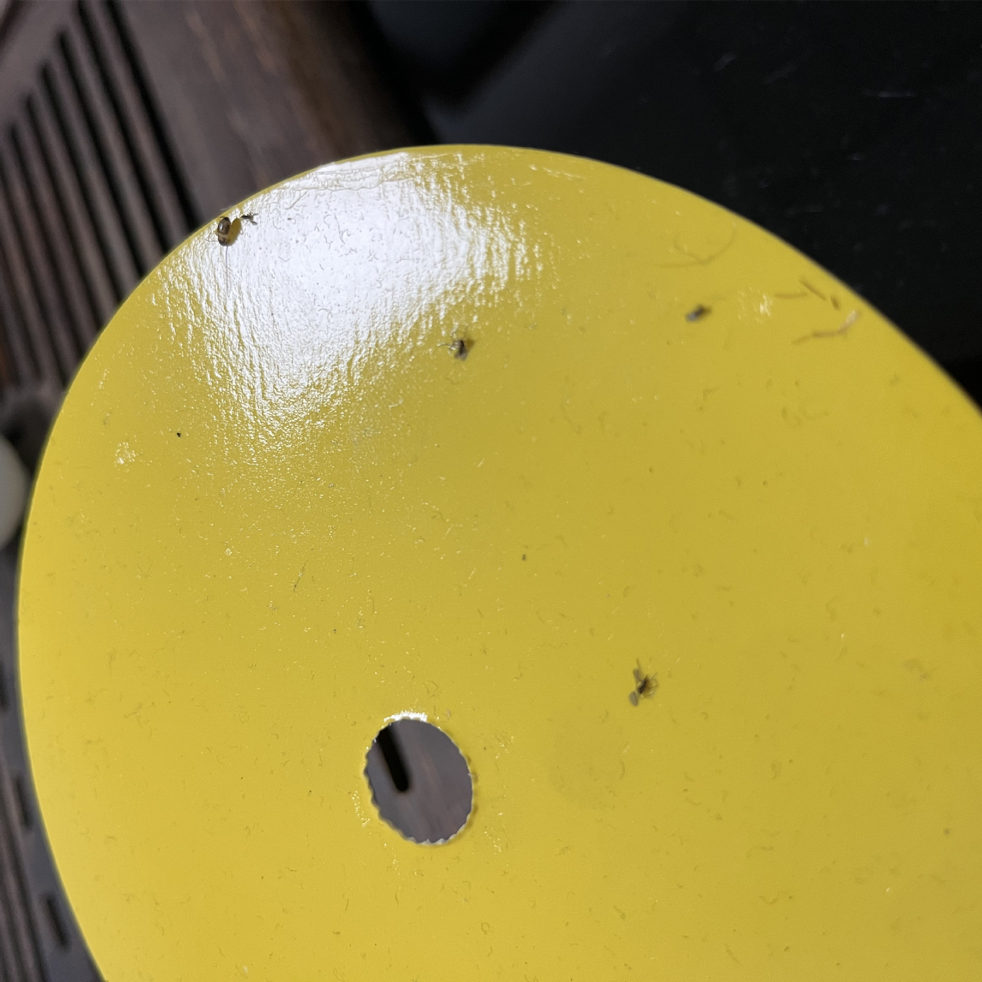 Pest Control Glue Traps
