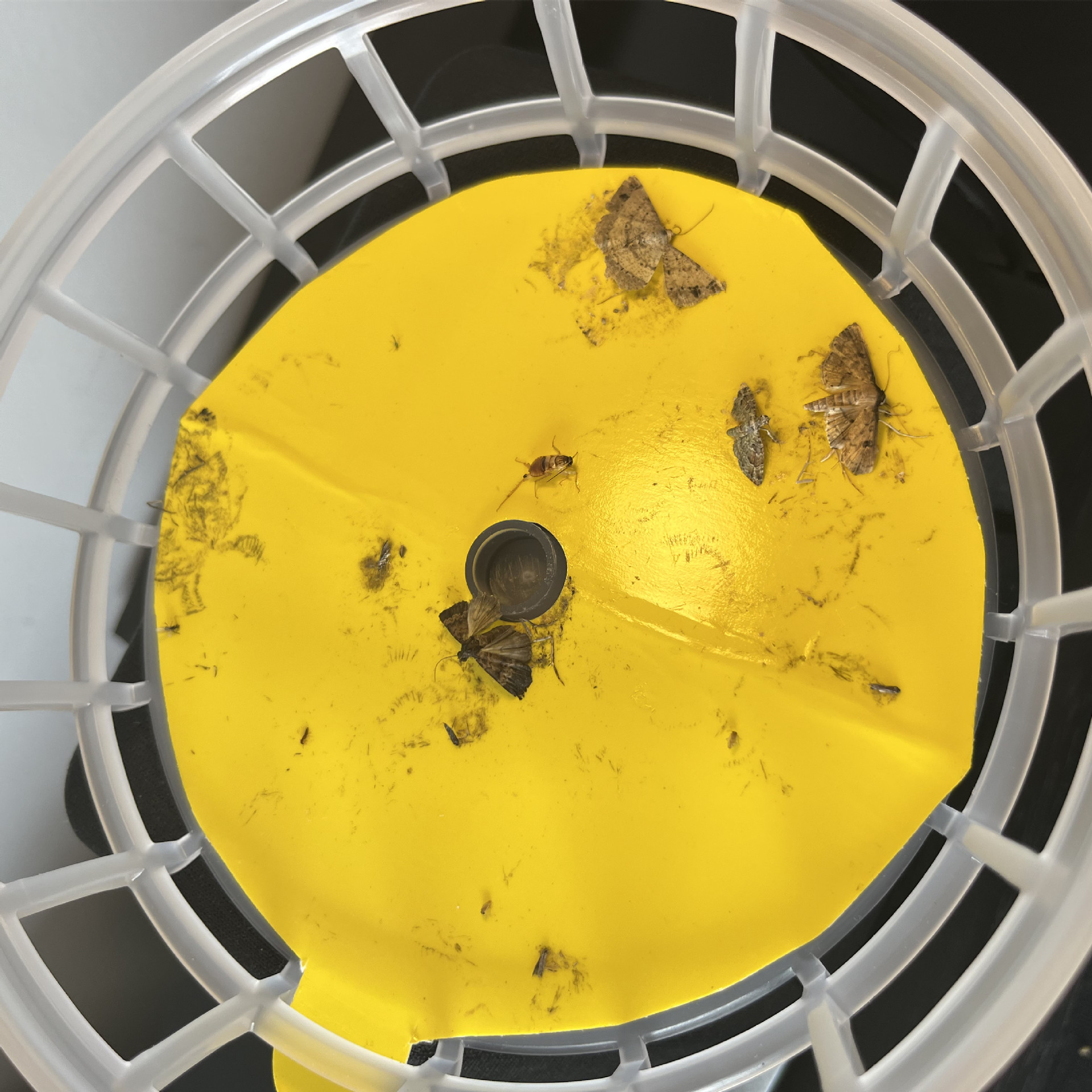 Pest Control Glue Traps