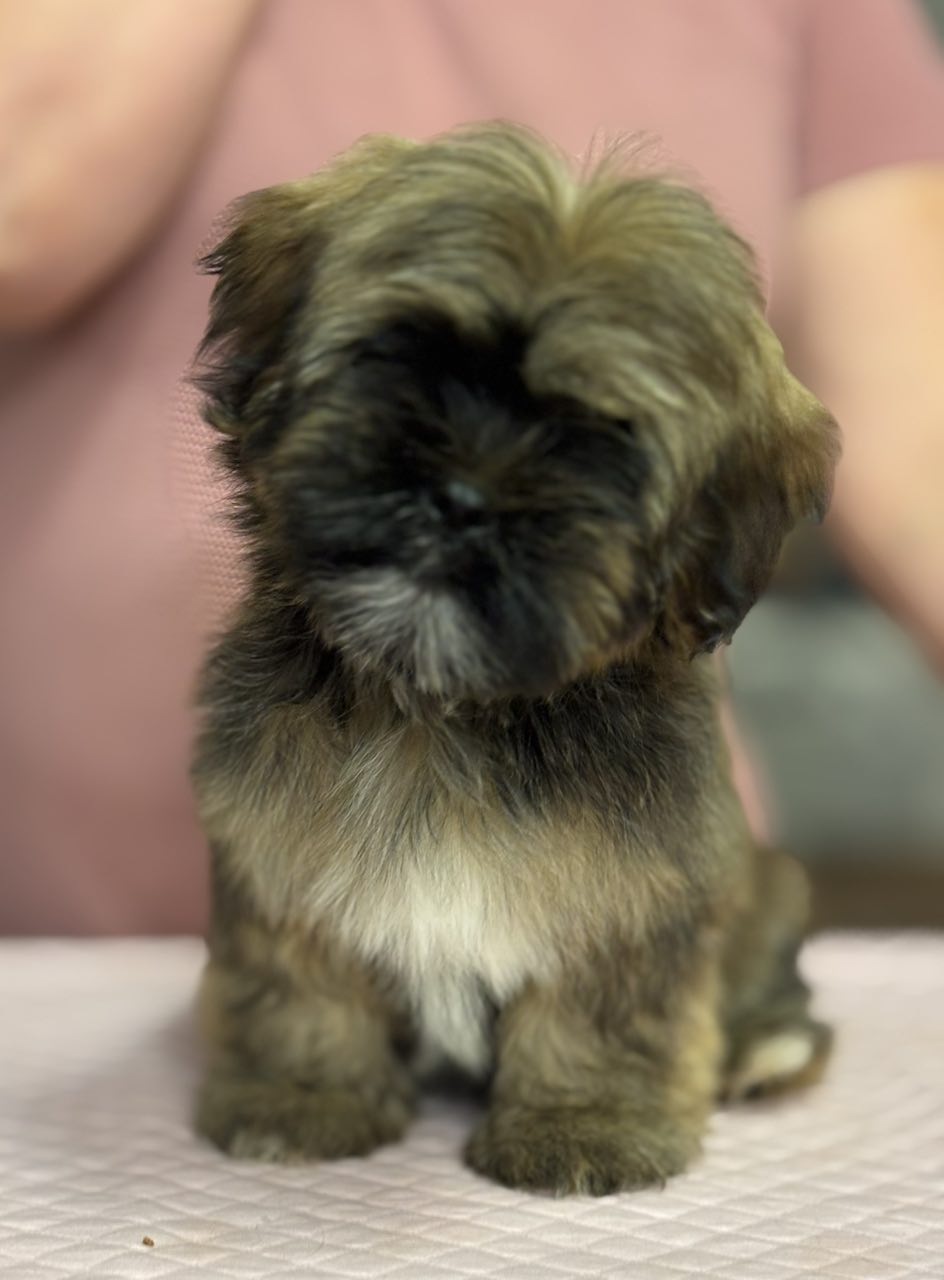 Kevyt trimmi - siistiminen Eura