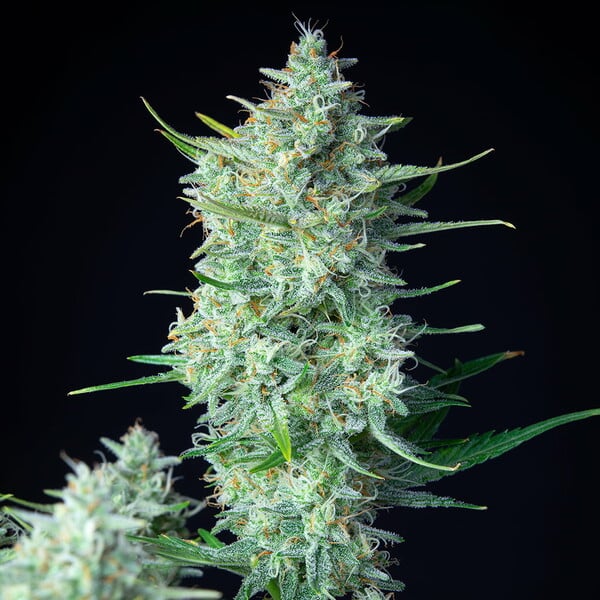 Royal Queen Seeds - Green Gelato Auto