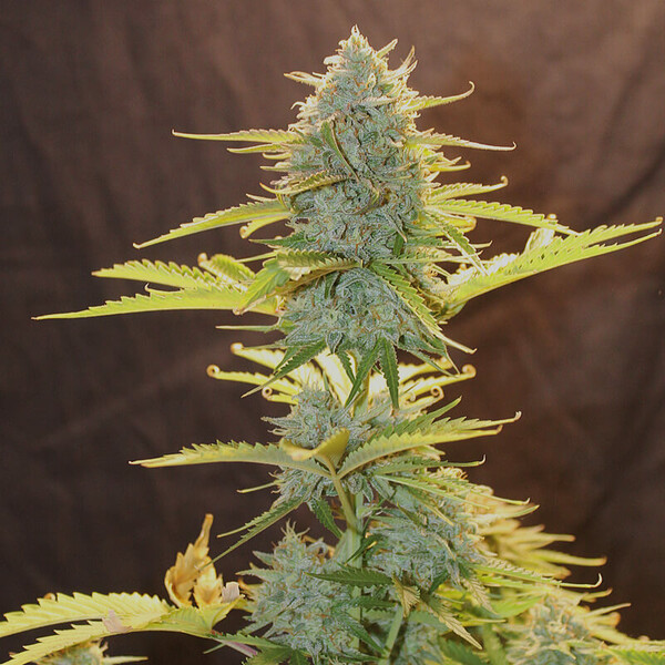Royal Queen Seeds - Fat Banana Auto