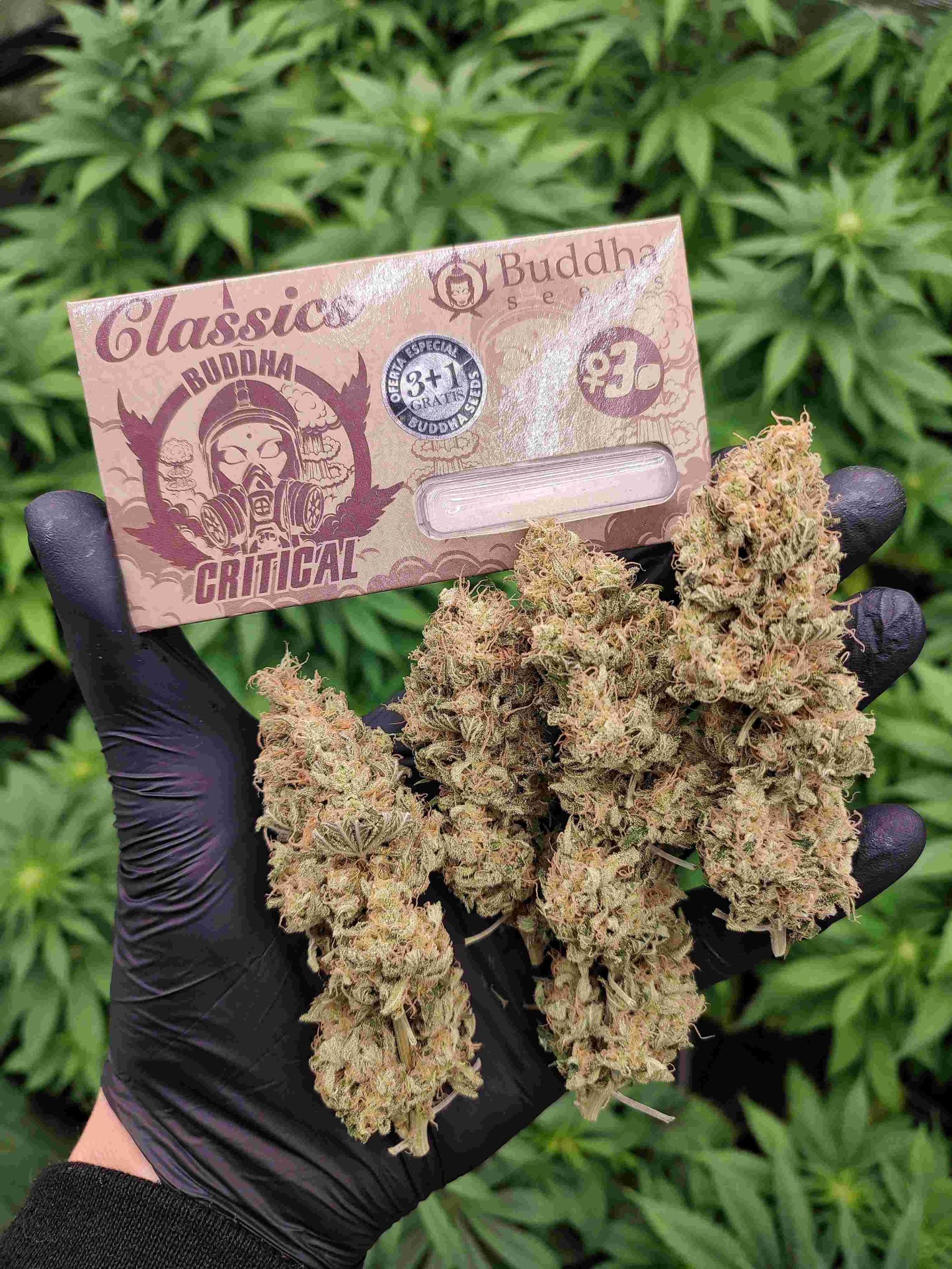 Buddha Seeds Classics - Buddha Critical