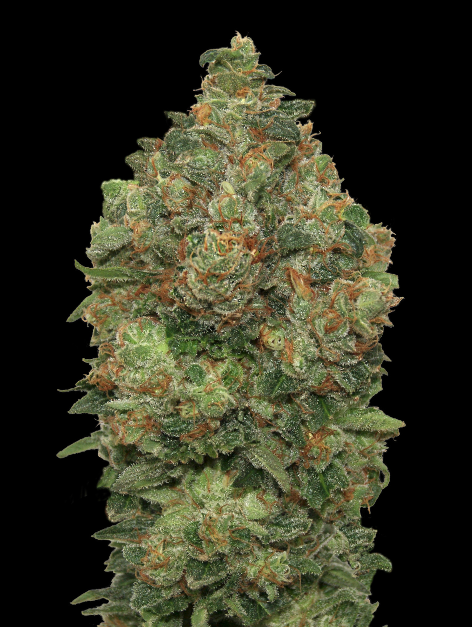 Advanced Seeds - Auto Critical Soma