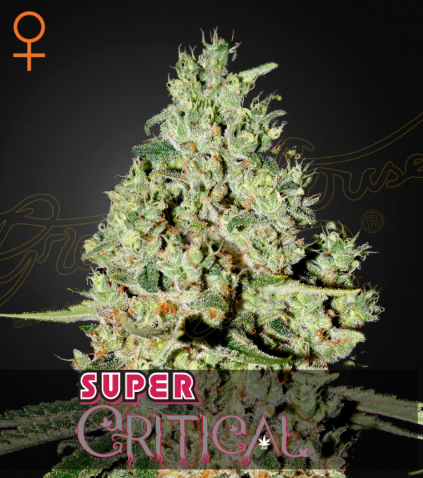 Green House Seeds - Super Critical