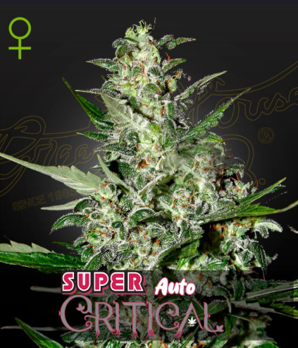 Green House Seeds - Super Critical Auto