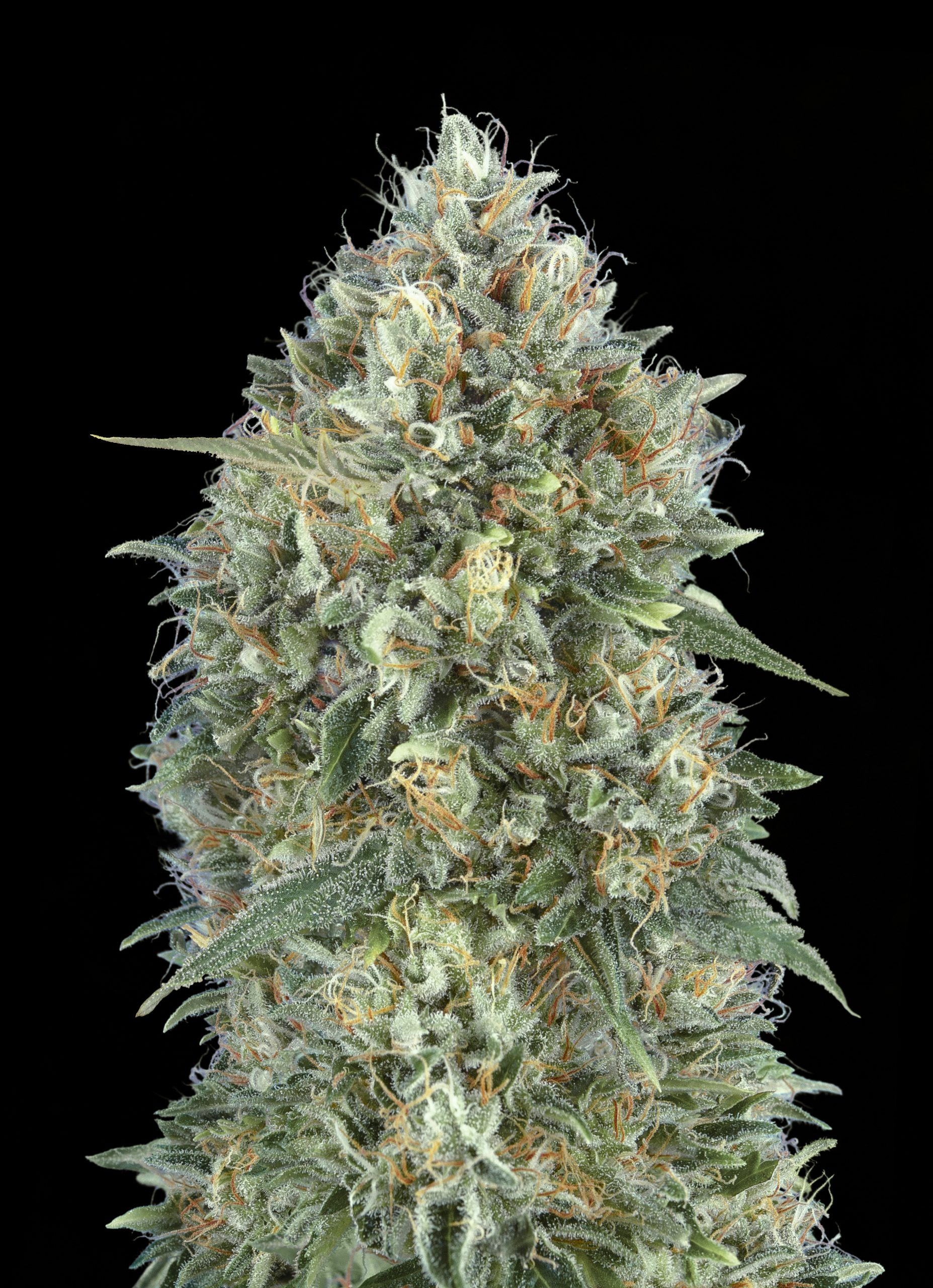 Advanced Seeds - Auto Gelato #33