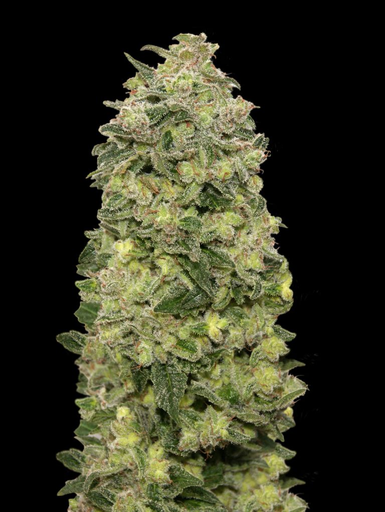 Advanced Seeds - Auto Afghan Skunk