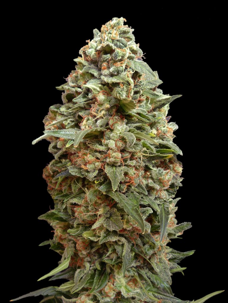 Advanced Seeds - Afghan Skunk